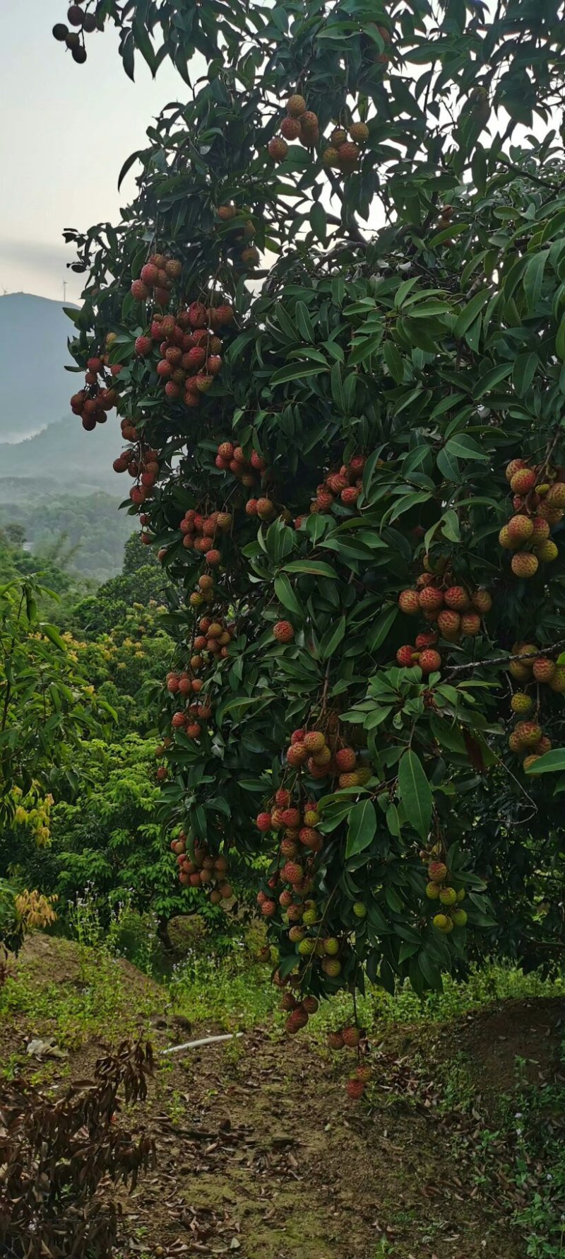大唐荔乡，高州荔枝，现摘现卖