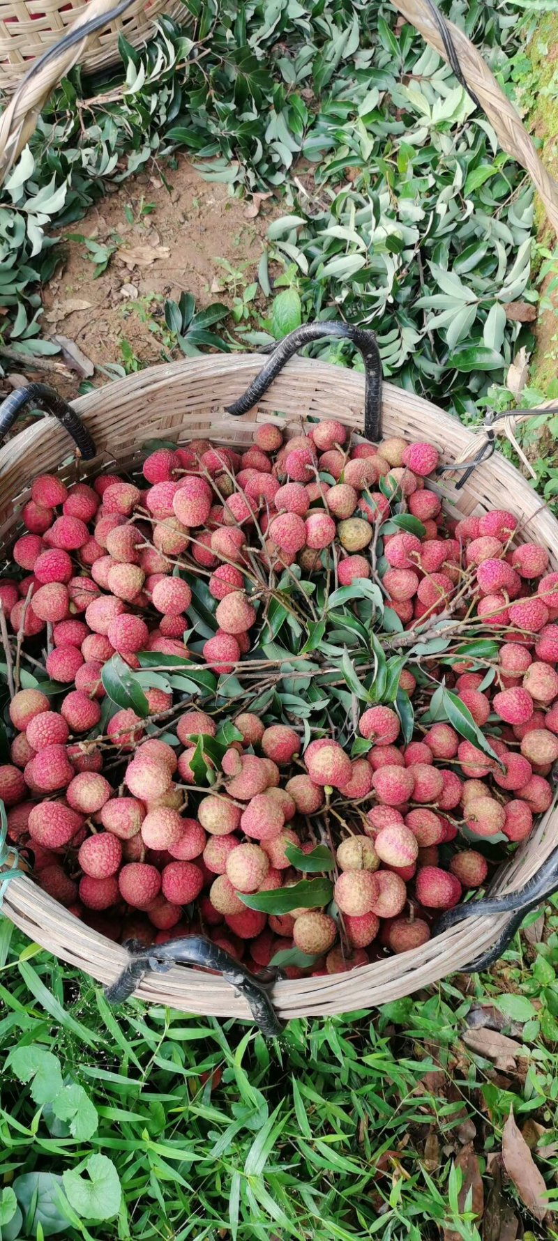 大唐荔乡，高州荔枝，现摘现卖