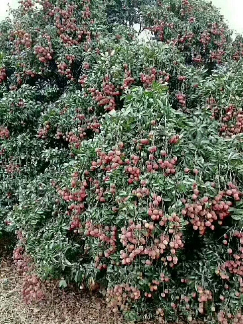 大唐荔乡，高州荔枝，现摘现卖