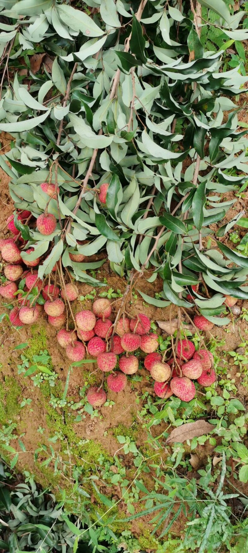 大唐荔乡，高州荔枝，现摘现卖