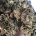 卷柏九死还魂草复活草不死草还阳草1⃣️公斤起批