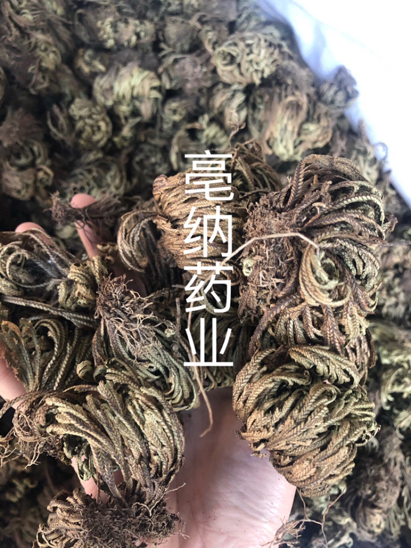 卷柏九死还魂草复活草不死草还阳草1⃣️公斤起批