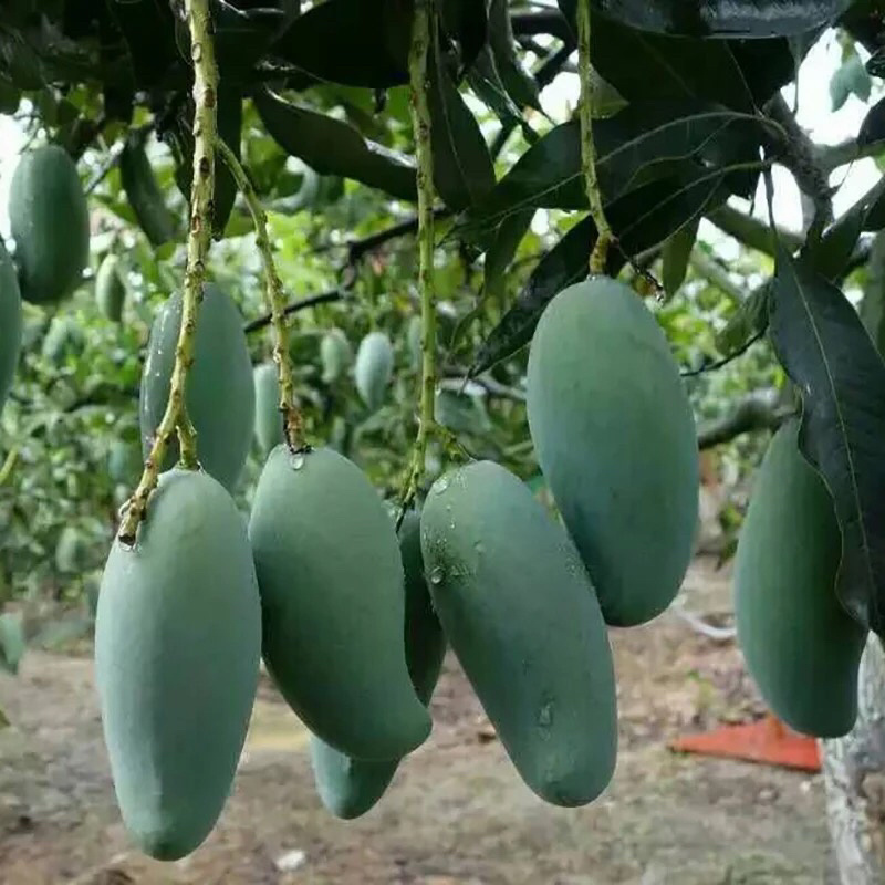 金煌芒果苗，桂七芒果苗，四季蜜芒，红贵妃芒果苗