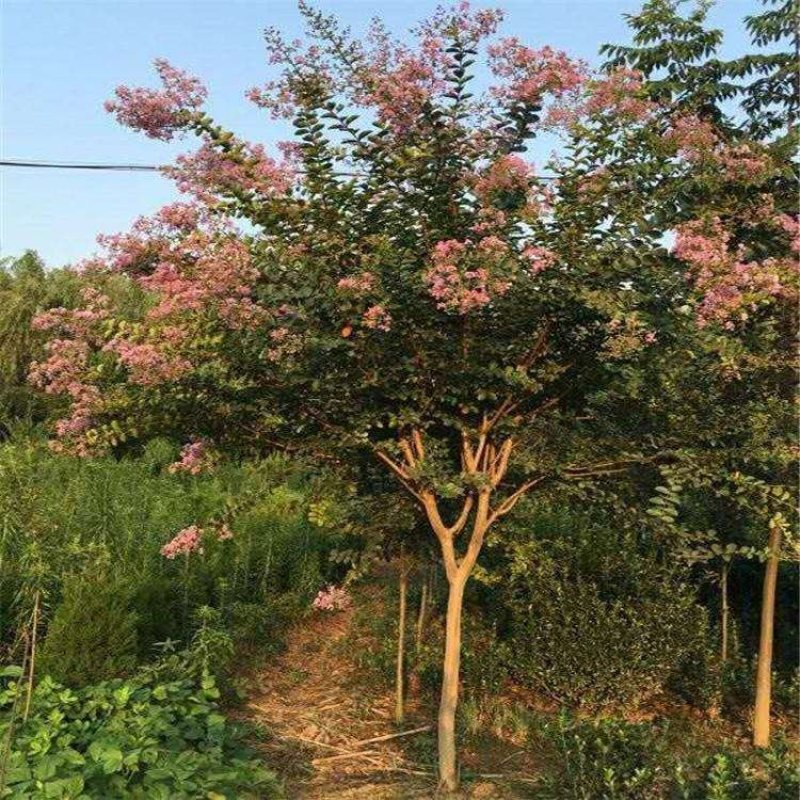 紫薇..一手货源自家苗圃绿化种植大量批发