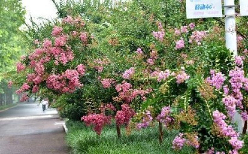 紫薇..一手货源自家苗圃绿化种植大量批发