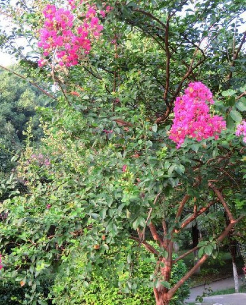 紫薇..一手货源自家苗圃绿化种植大量批发