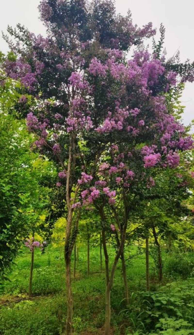 紫薇..一手货源自家苗圃绿化种植大量批发