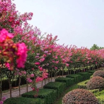 紫薇..一手货源自家苗圃绿化种植大量批发