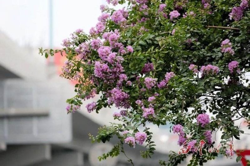 紫薇..一手货源自家苗圃绿化种植大量批发