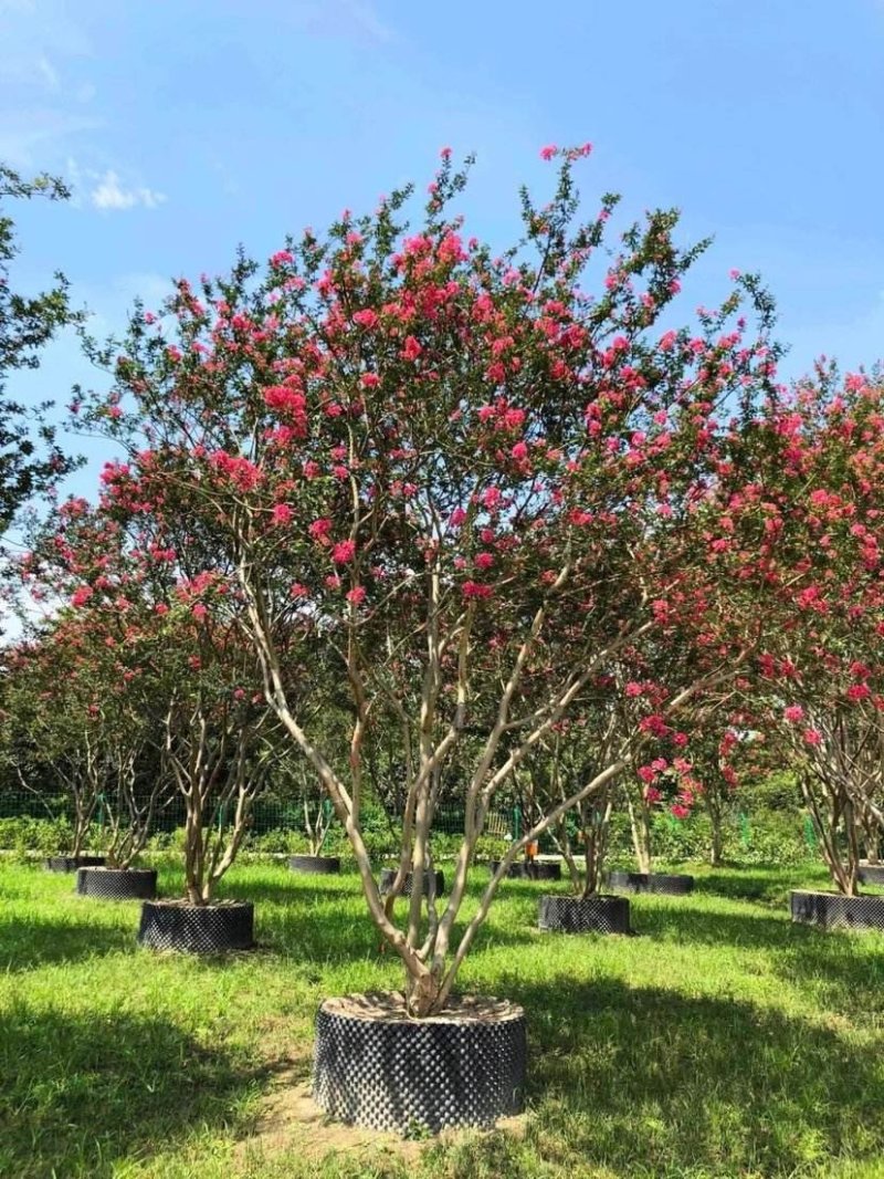 紫薇..一手货源自家苗圃绿化种植大量批发