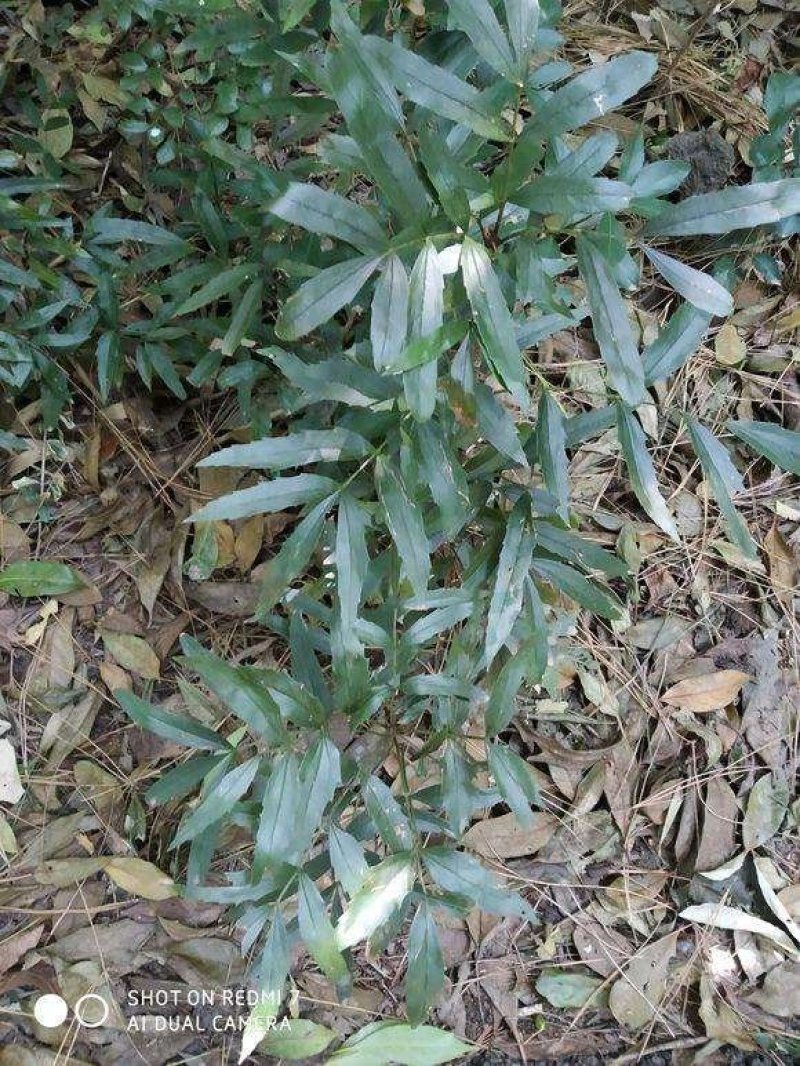 十大功劳..一手货源自家苗圃绿化种植大量批发