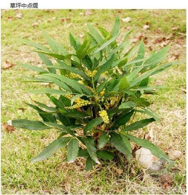 十大功劳..一手货源自家苗圃绿化种植大量批发