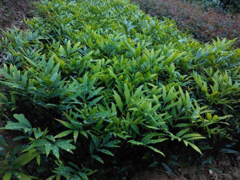 十大功劳..一手货源自家苗圃绿化种植大量批发