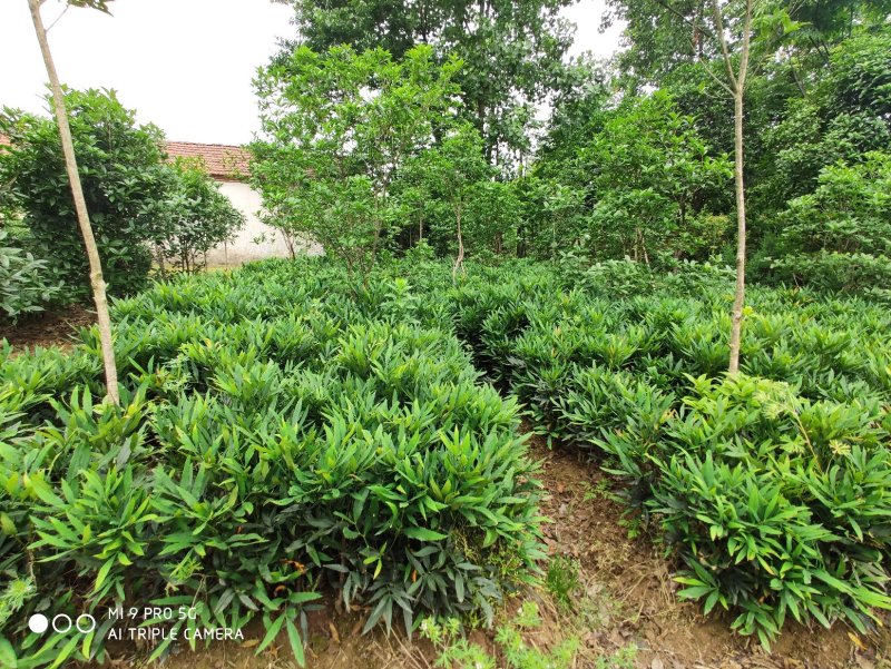十大功劳..一手货源自家苗圃绿化种植大量批发