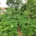 十大功劳..一手货源自家苗圃绿化种植大量批发