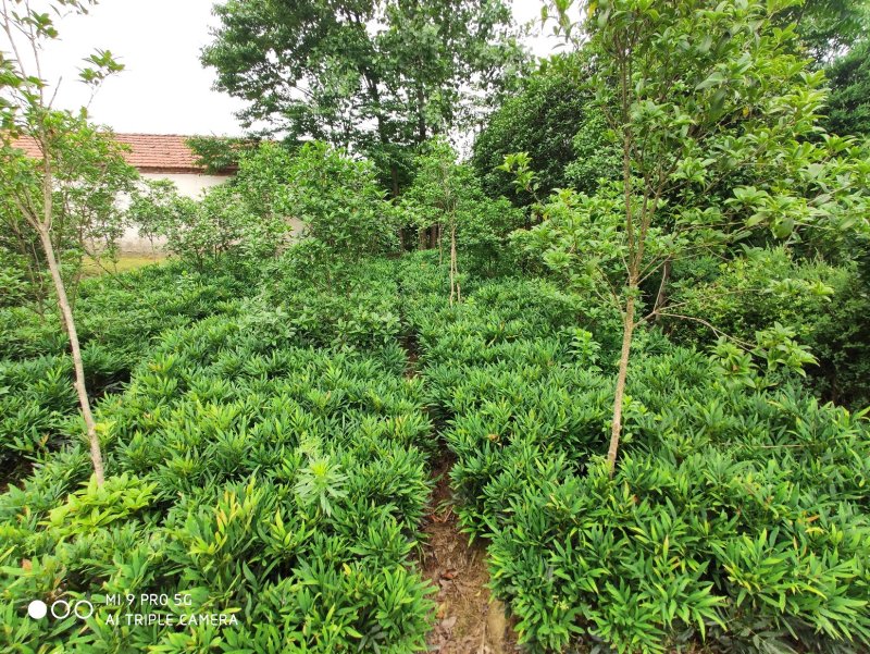 十大功劳..一手货源自家苗圃绿化种植大量批发