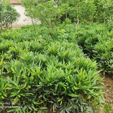 十大功劳..一手货源自家苗圃绿化种植大量批发