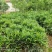 十大功劳..一手货源自家苗圃绿化种植大量批发