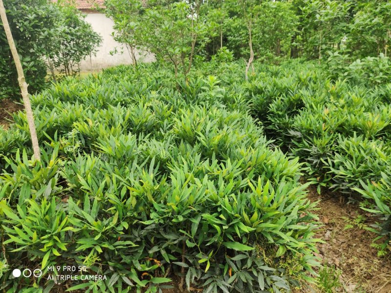 十大功劳..一手货源自家苗圃绿化种植大量批发