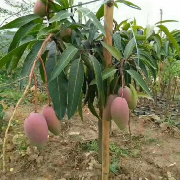 贵妃芒果苗，台农芒果苗，金煌芒果苗