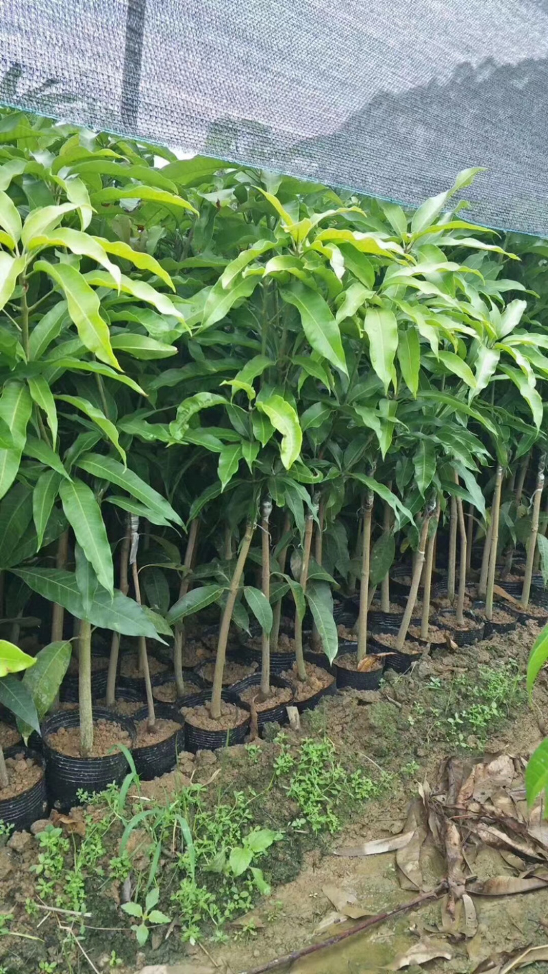 贵妃芒果苗，台农芒果苗，金煌芒果苗