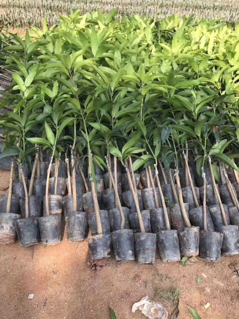 贵妃芒果苗，台农芒果苗，金煌芒果苗