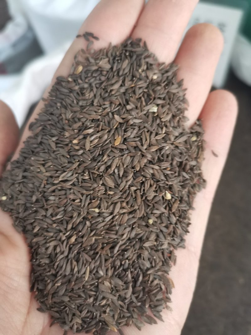 生菜籽（黑~白）无硫补钙高手配比黄瓜籽可打粉食用