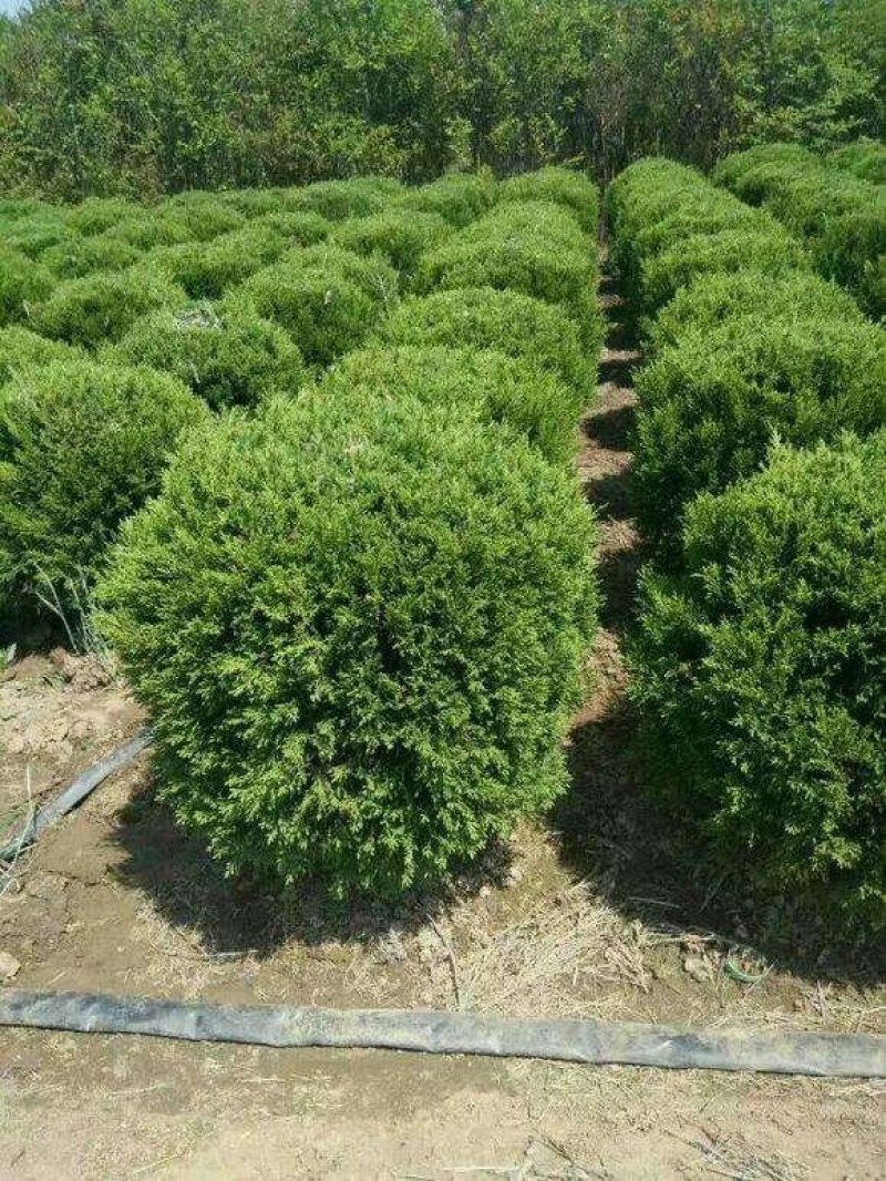 大叶黄杨.一手货源自家苗圃绿化种植大量批发