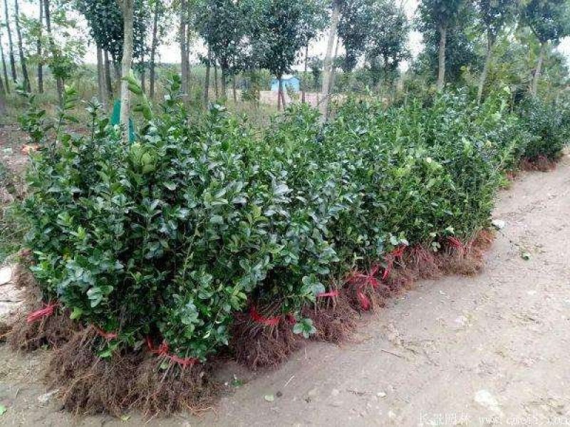 大叶黄杨.一手货源自家苗圃绿化种植大量批发