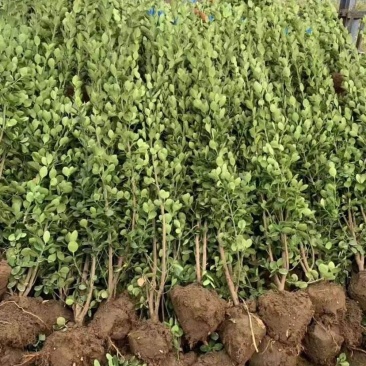 大叶黄杨.一手货源自家苗圃绿化种植大量批发