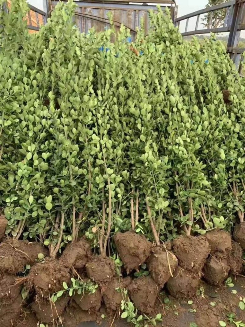 大叶黄杨.一手货源自家苗圃绿化种植大量批发