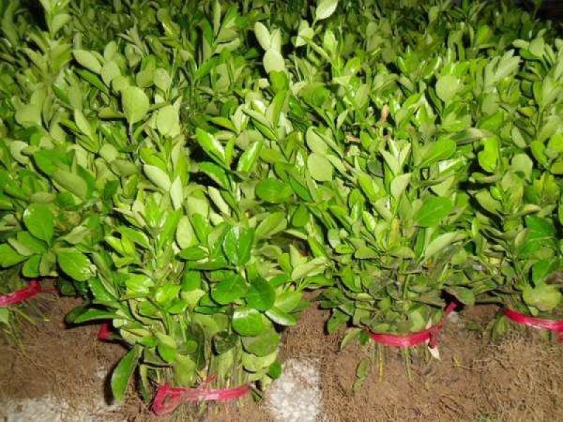 大叶黄杨.一手货源自家苗圃绿化种植大量批发