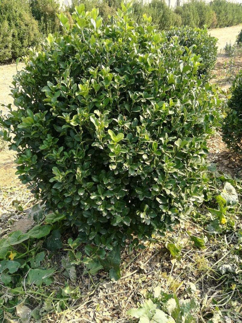 大叶黄杨.一手货源自家苗圃绿化种植大量批发
