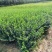 大叶黄杨.一手货源自家苗圃绿化种植大量批发