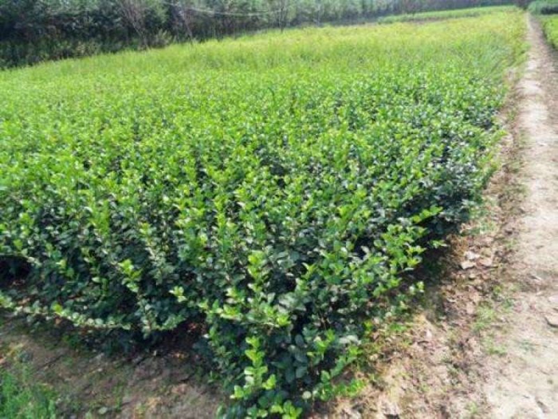 大叶黄杨.一手货源自家苗圃绿化种植大量批发