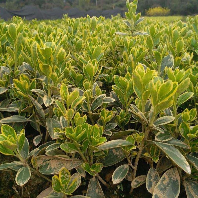 大叶黄杨.一手货源自家苗圃绿化种植大量批发
