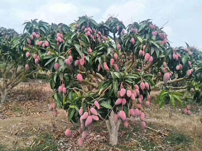 金煌芒果苗，台农芒果你，四季蜜芒苗
