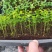 沙巴嘉宝果播树苗树葡萄筛盆苗室内庭院阳台盆栽果树苗