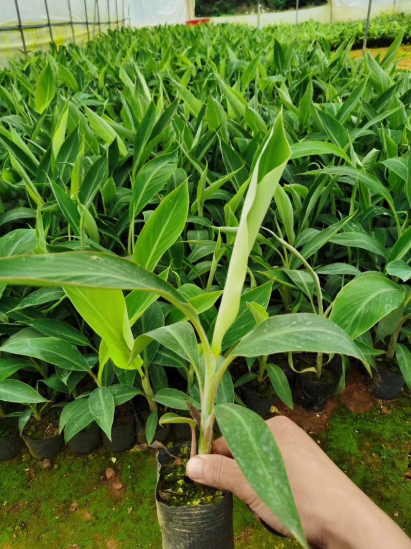 香蕉苗，皇帝焦苗，粉焦苗