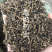 马齿苋马齿菜马苋1⃣️公斤起批草药大全量大从优