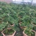 盆景榆树，造型榆树，小叶榆树，石雕榆树，
