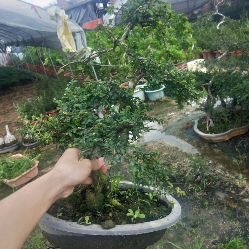 盆景榆树，造型榆树，小叶榆树，石雕榆树，