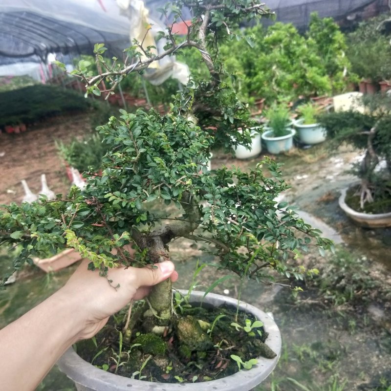 盆景榆树，造型榆树，小叶榆树，石雕榆树，