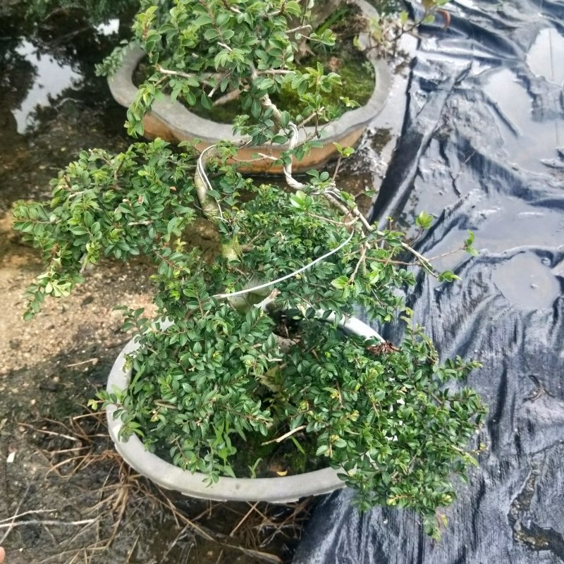 盆景榆树，造型榆树，小叶榆树，石雕榆树，