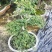 盆景榆树，造型榆树，小叶榆树，石雕榆树，