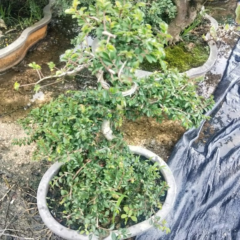 盆景榆树，造型榆树，小叶榆树，石雕榆树，