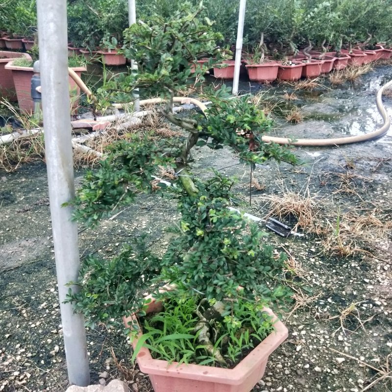 盆景榆树，造型榆树，小叶榆树，石雕榆树，