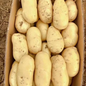 土豆