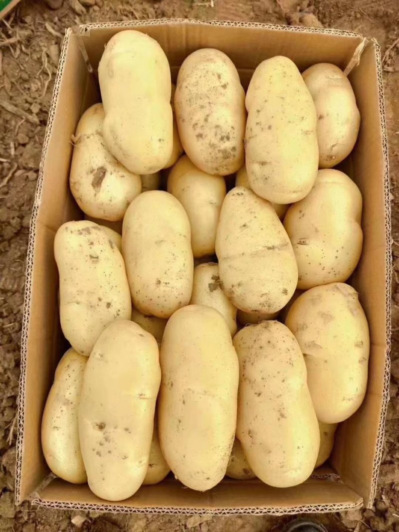 土豆