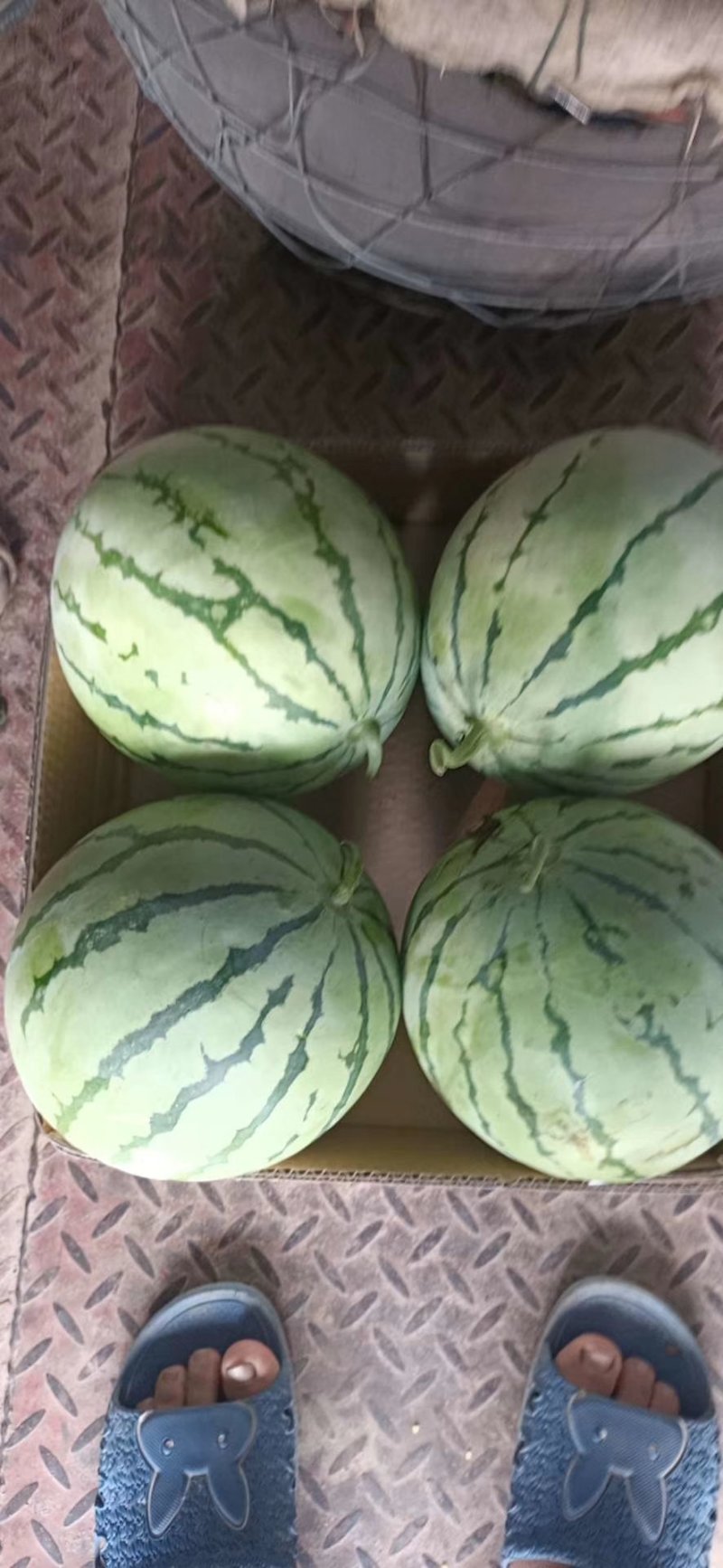 大棚西瓜，美都，瓜红皮薄，脆甜爽口，大量供应。